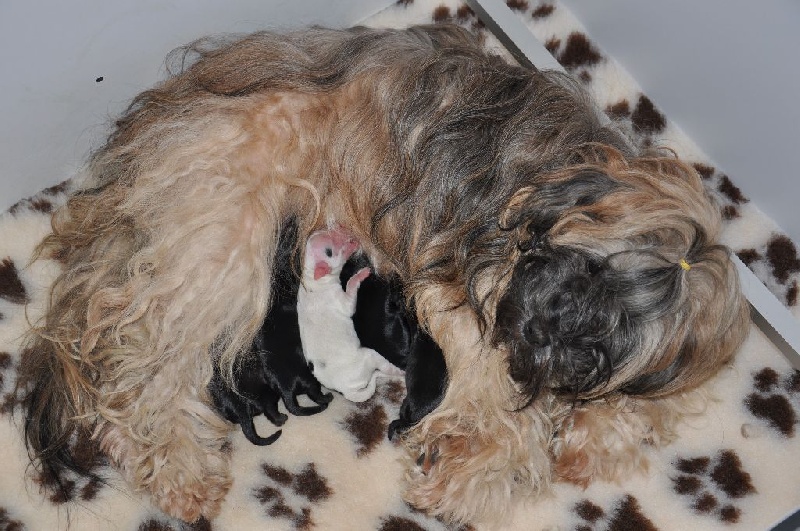 Dewatchen - Terrier Tibetain - Portée née le 14/03/2014