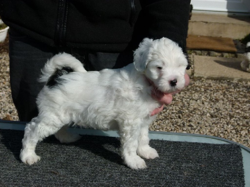 Dewatchen - Terrier Tibetain - Portée née le 21/01/2016